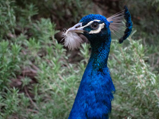 Obraz premium Indian Peafowl (Peacock) with Iridescence blue feathers (barbule nanostructure Plumage ) and crests (Pavo cristatusor crown ) on top of his head holding a white feather on his beak 