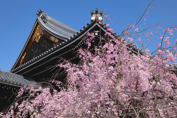 佛光寺の桜、京都