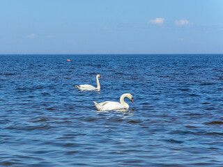 Two white swans swim in the sea on a hot sunny summer day