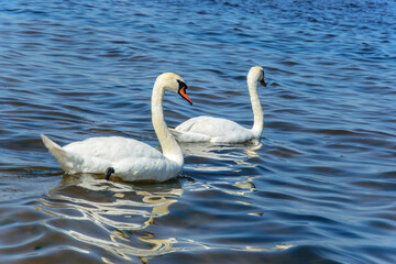 Two white swans swim in the sea on a hot sunny summer day.