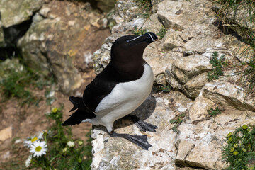 close-up of a razorbill in the Bemtpon Cliffs Nature Reserve