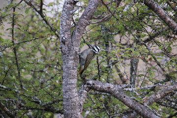 Bearded Woodpecker, Kruger National Park, South Africa 