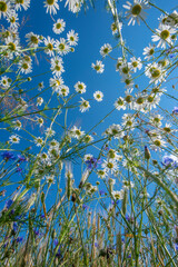 field with cornflowers and daisies and blue sky