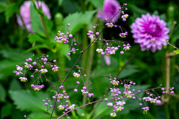 Many pink flowers and Chinese meadow-rue flowers with beautiful round buds. © billyfam