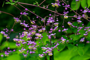 Many pink flowers and Chinese meadow-rue flowers with beautiful round buds.