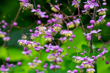 Many pink flowers and Chinese meadow-rue flowers with beautiful round buds. © billyfam