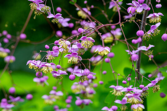 Many pink flowers and Chinese meadow-rue flowers with beautiful round buds.