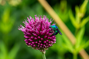 A rare bee stilbum cyanurum that shines in emerald green. 