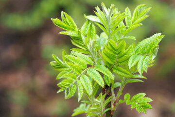 Rowan branch close-up. Sorbus aucuparia or rowan and mountain-ash,  specie of deciduous tree or shrub in the rose family