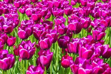 Spring flowers in garden on a bright day. Tulipa Purple Sky,  flowers background