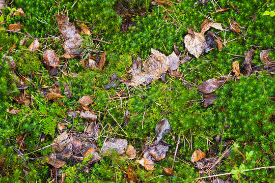 Moss and fallen leaves and pine needles on the ground. Bryopsida, green autumn background, texture