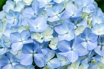 Foto op Aluminium Close-up of beautiful hydrangea flowers in the garden that blooms in early summer. © billyfam