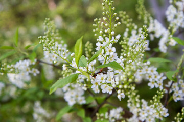 The bird cherry (Prunus padus) tree starting to bloom in spring