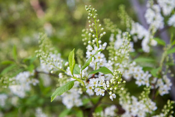 The bird cherry (Prunus padus) tree starting to bloom in spring