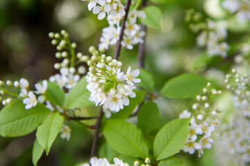 Fototapeta premium The bird cherry (Prunus padus) tree starting to bloom in spring
