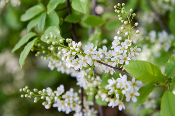 The bird cherry (Prunus padus) tree starting to bloom in spring