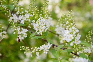 The bird cherry (Prunus padus) tree starting to bloom in spring