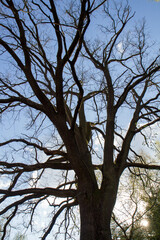 Oak tree seen upwards against the sky in very early spring