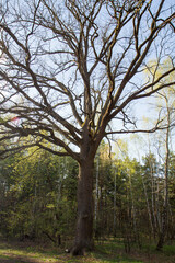 An Old Oak Tree growing in a forest clearing