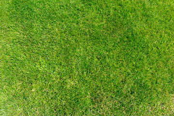 Texture of bright green grassy lawn. Clean green grassy lawn