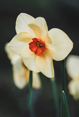 Daffodils closeup, Bunchflower daffodil, Narcissus tazetta flowers in spring garden