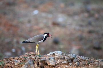 Red-wattled lapwing standing on an open land