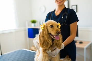 Cute happy dog with a female vet at the animal clinic