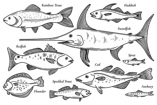 Collection of vector fish illustration. Scetch seafood set. Rainbow trout, haddock, swordfish, redfish, cod, sprat, cod, anchovy, speckled trout, flounder doodle set of fish illustrations