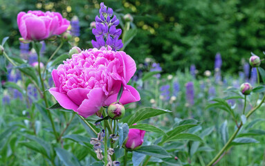 Pink peonies blooming in the summer garden. Fragrant pink peonies.