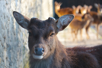 Close-up of wildlife. Portrait of a wild deer in the forest.