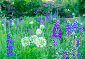 Vibrant purple lupin flowers. Lupine field with purple flowers. Summer wild flowers lupine in meadow.