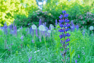 Vibrant purple lupin flowers. Lupine field with purple flowers. Summer wild flowers lupine in meadow.