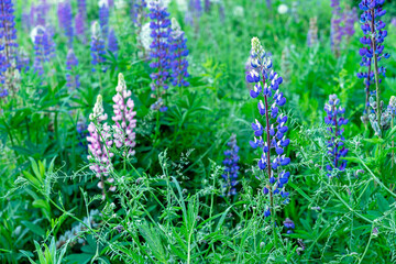 Vibrant purple lupin flowers. Lupine field with pink and purple flowers. Summer wild flowers lupine in meadow.