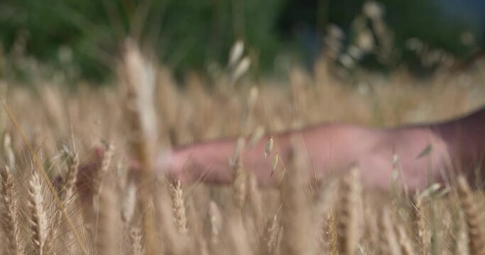 BELLA DONNA NEL CAMPO DI GRANO
