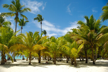 Naklejka na ściany i meble Tropical beach. The Dominican Republic, Saona Island