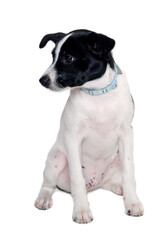 Happy Rat terrier puppy dog is sitting on a white background - 513317432
