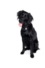 Happy Flat-Coated Retriever dog taken on at clean white background