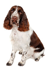 Sad English Springer Spaniel dog taken on at clean white background - 513317454