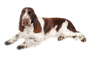 Sad English Springer Spaniel dog taken on at clean white background - 513317468
