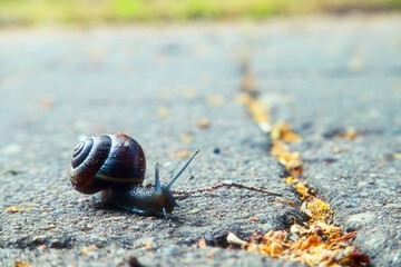 Schnecke - Slug - Snail High quality photo