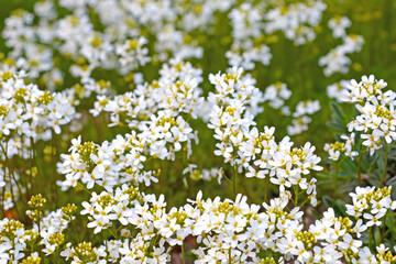 White field plants bloom in the meadow. It is used in medicine.