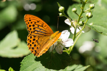 Kaisermantel auf einer Blüte