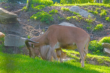 On the slope of the mountain walks a mountain goat and eats grass.