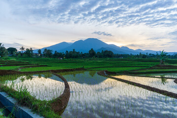 view of Indonesian agricultural land, rice fields and mountain reflection in the morning