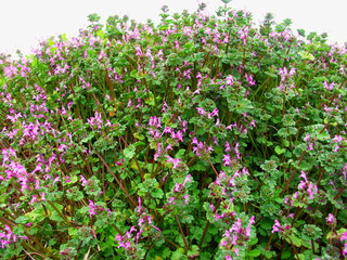 早春の朝の野原に咲く仏の座