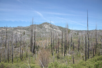 Obraz premium burned trees in Yosemite national park