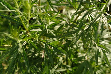 Bitter wormwood Artemisia absinthium bush grows in the wild