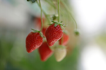 strawberry in the garden