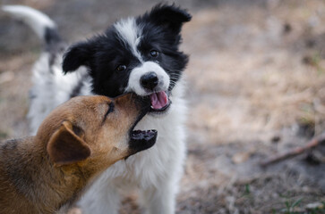 Two black and white and red puppies are playing in the spring or summer forest. Happy dogs in the park