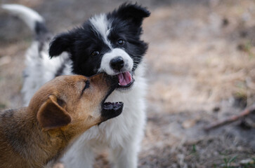 Two black and white and red puppies are playing in the spring or summer forest. Happy dogs in the...